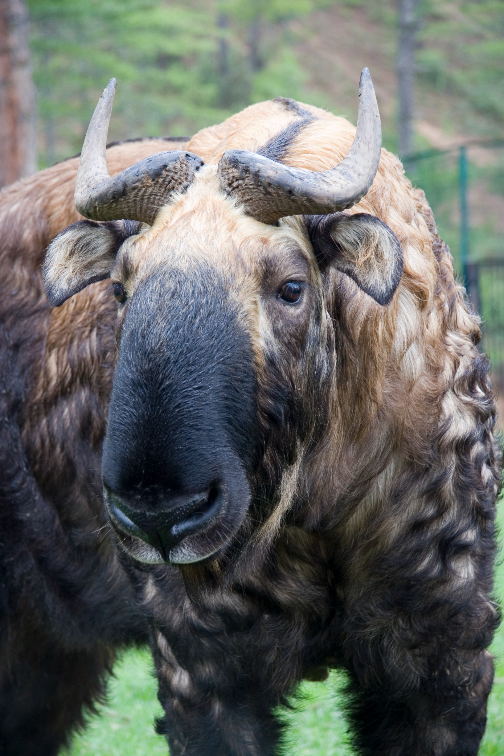 Bhutan Takin 